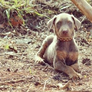 Meet your Posher, Renae